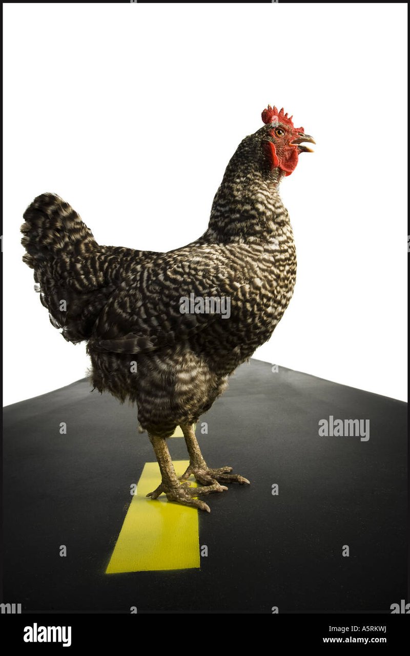 Overview of chicken road game