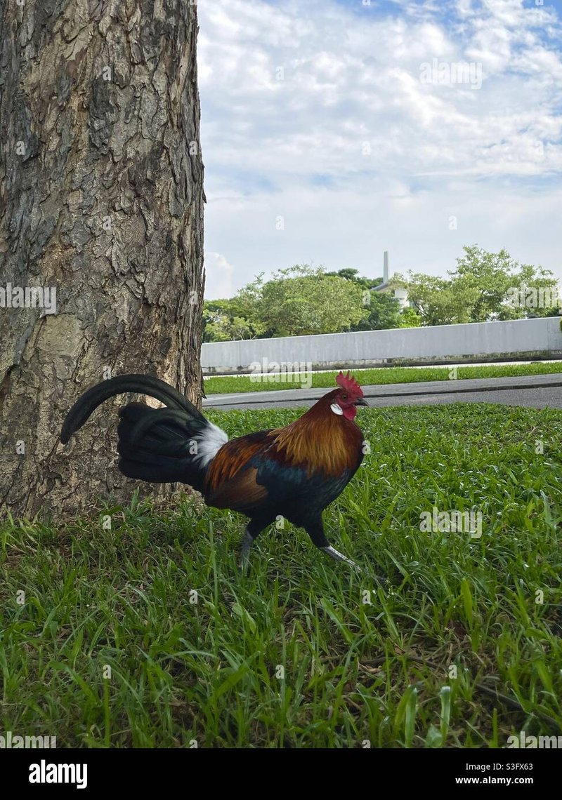 A look at chicken road gokkast