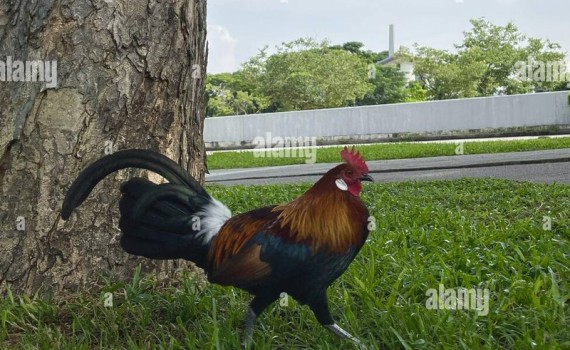 article-chicken.jpg